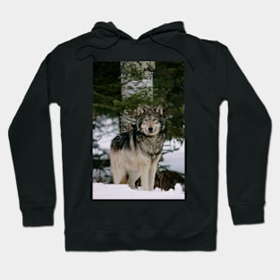 Grey wolf (Z932/0179) Hoodie